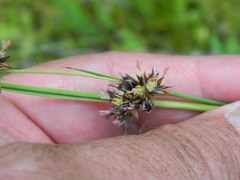 Juncus regelii