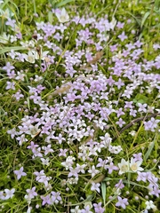 Oldenlandia salzmannii, photograph (c) Nico Yak, some rights reserved (CC BY)