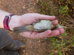 Acrocephalus rufescens