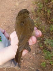 Acrocephalus rufescens