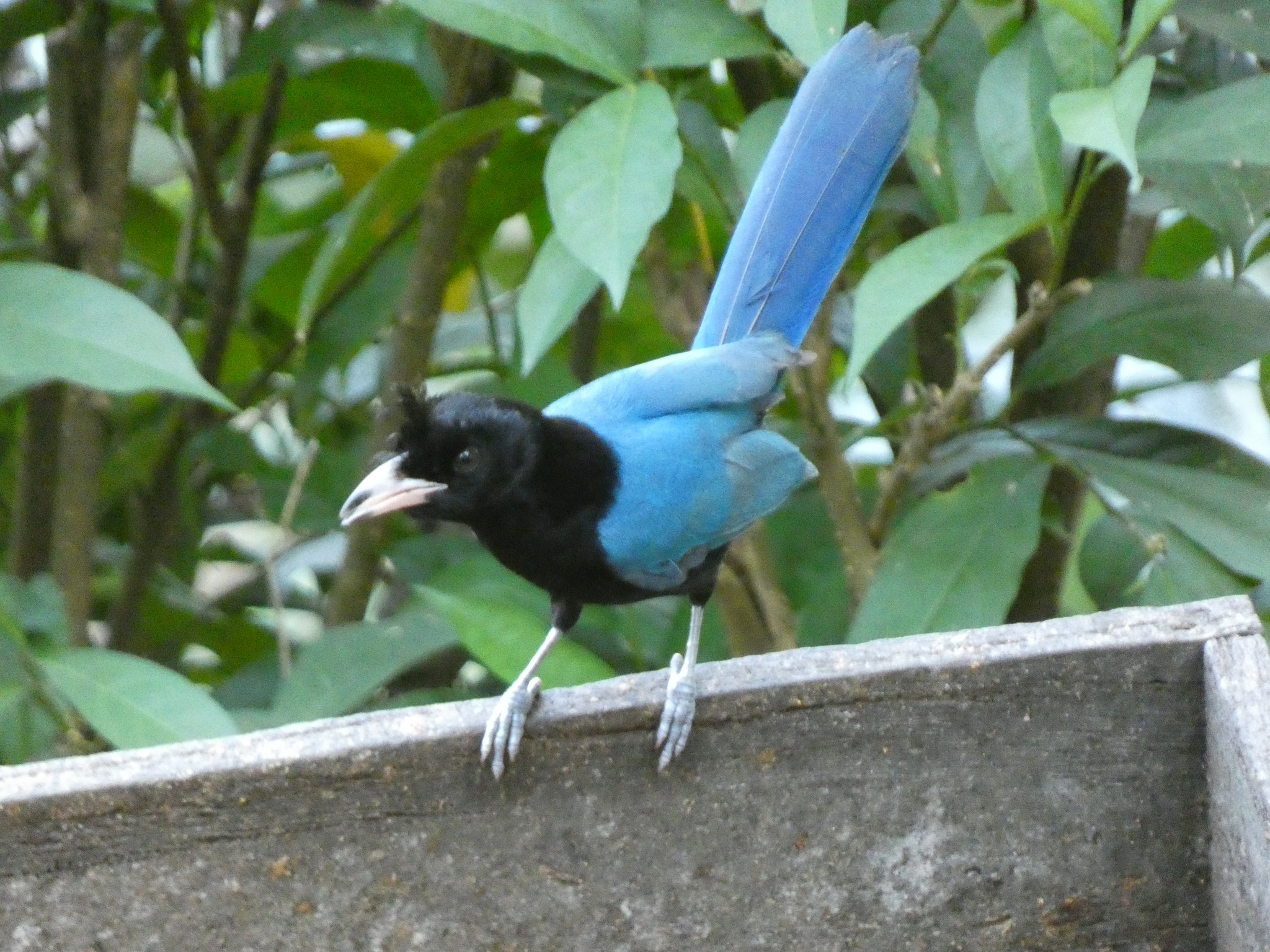 San Blas Jay (Cyanocorax sanblasianus), photo 3