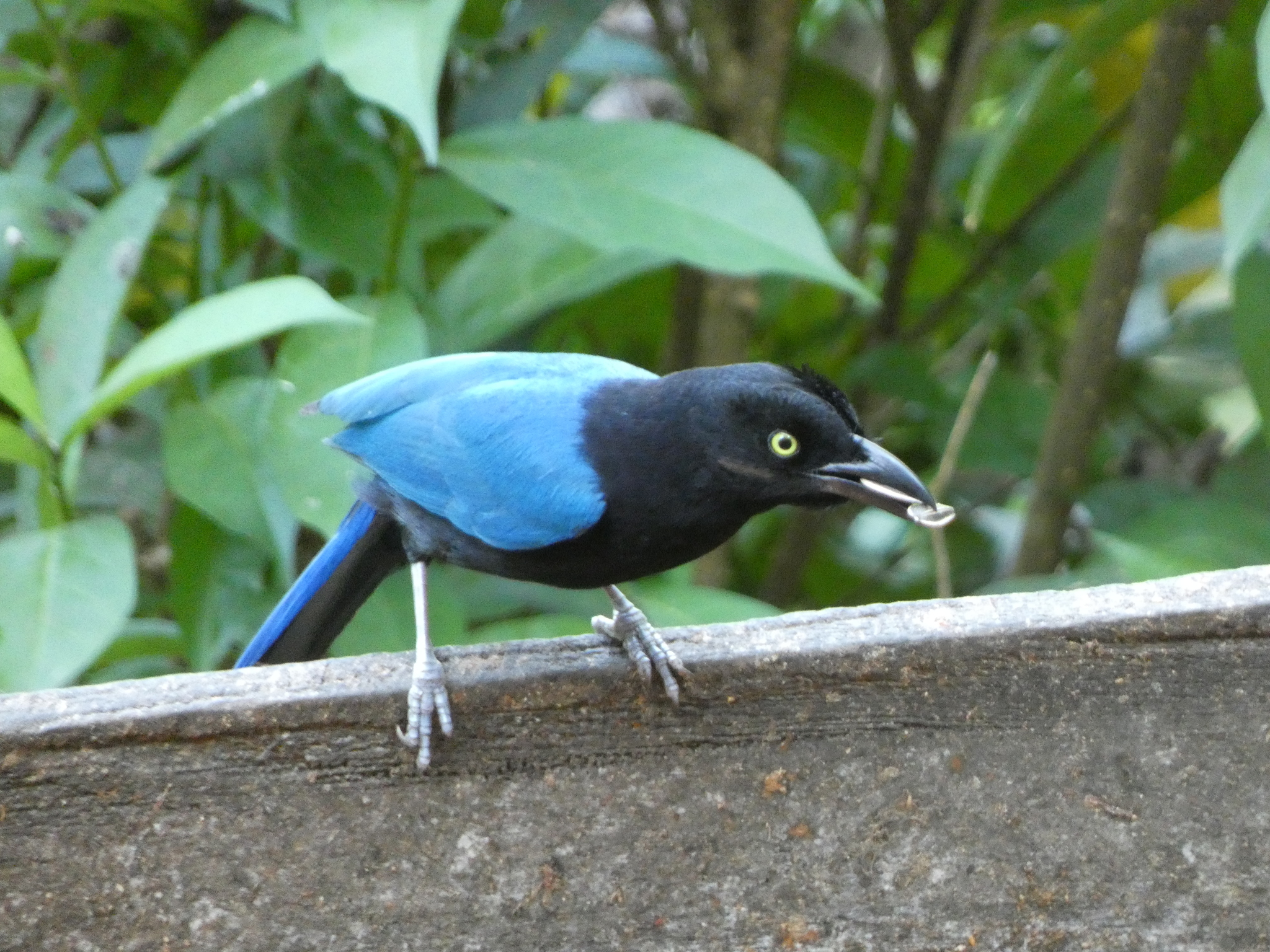 San Blas Jay (Cyanocorax sanblasianus), photo 4