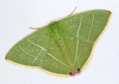 Urolitha bipunctifera