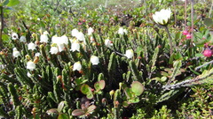 Cassiope tetragona tetragona