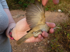 Acrocephalus rufescens