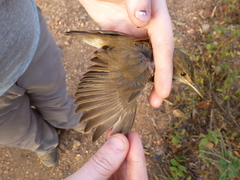 Acrocephalus rufescens