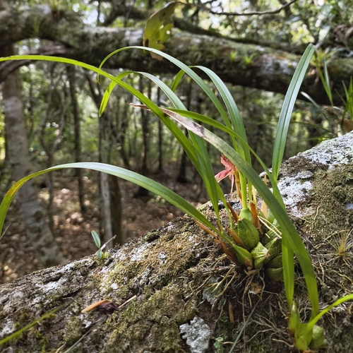 Maxillaria meleagris
