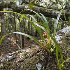 Maxillaria meleagris