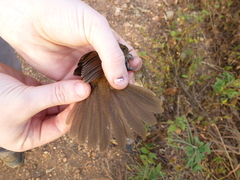 Acrocephalus rufescens