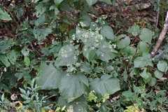 Peteravenia schultzii