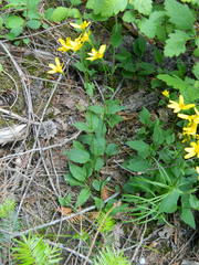 Arnica gracilis