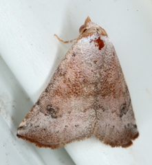 Mataeomera mesotaenia