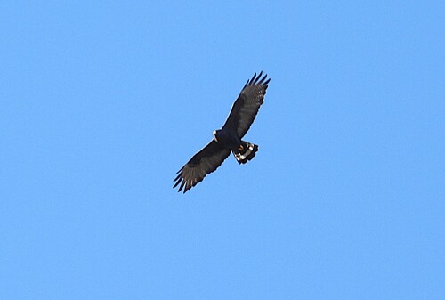 Zone-tailed Hawk (Buteo albonotatus), photo 4
