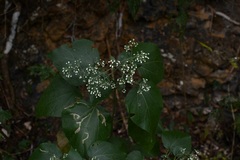 Peteravenia schultzii