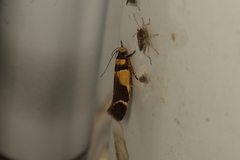 Macrobathra chrysotoxa