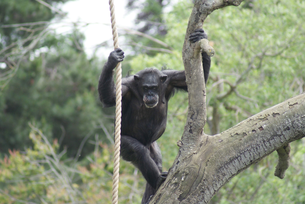 Western Chimpanzee