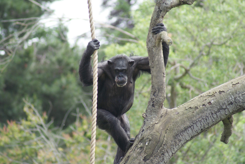 Western Chimpanzee