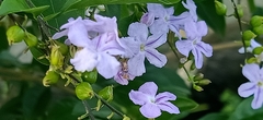 Duranta erecta