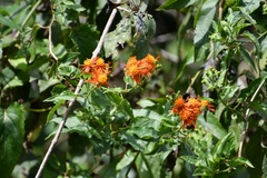 Pseudogynoxys haenkei