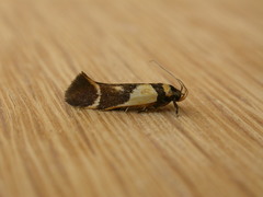 Macrobathra chrysotoxa