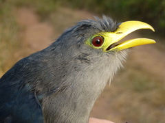 Ceuthmochares aereus