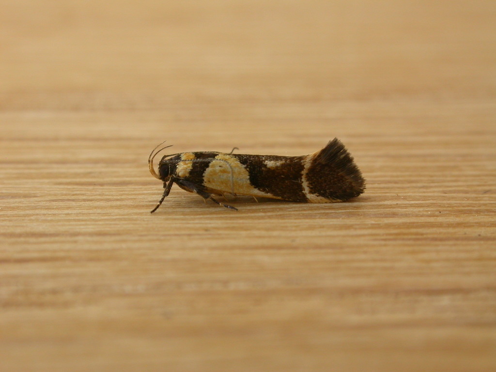 Macrobathra chrysotoxa