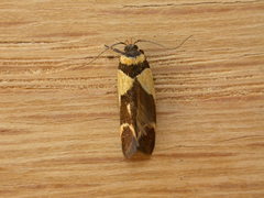 Macrobathra chrysotoxa