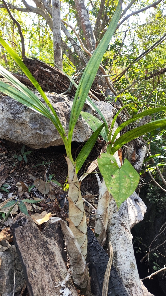 Foto de cyrtopódio