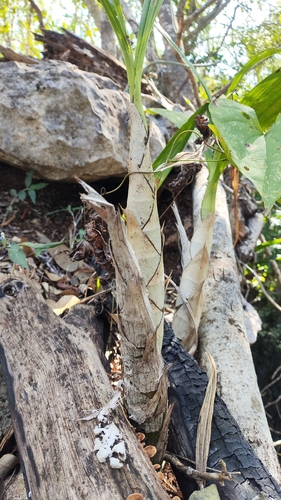 Foto de cyrtopódio