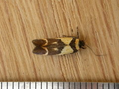 Macrobathra chrysotoxa