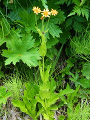 Arnica amplexicaulis