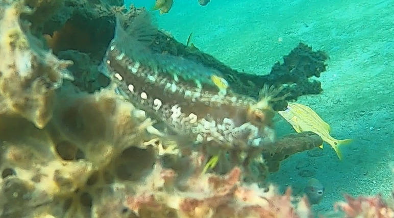 Seaweed blenny (Parablennius marmoreus) — Blenniidae