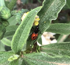 Dindymus versicolor