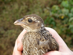Pternistis ahantensis
