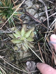 Pinguicula planifolia