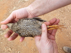 Pternistis ahantensis