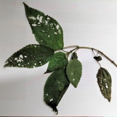 Boehmeria macrophylla