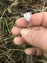 Pinguicula planifolia