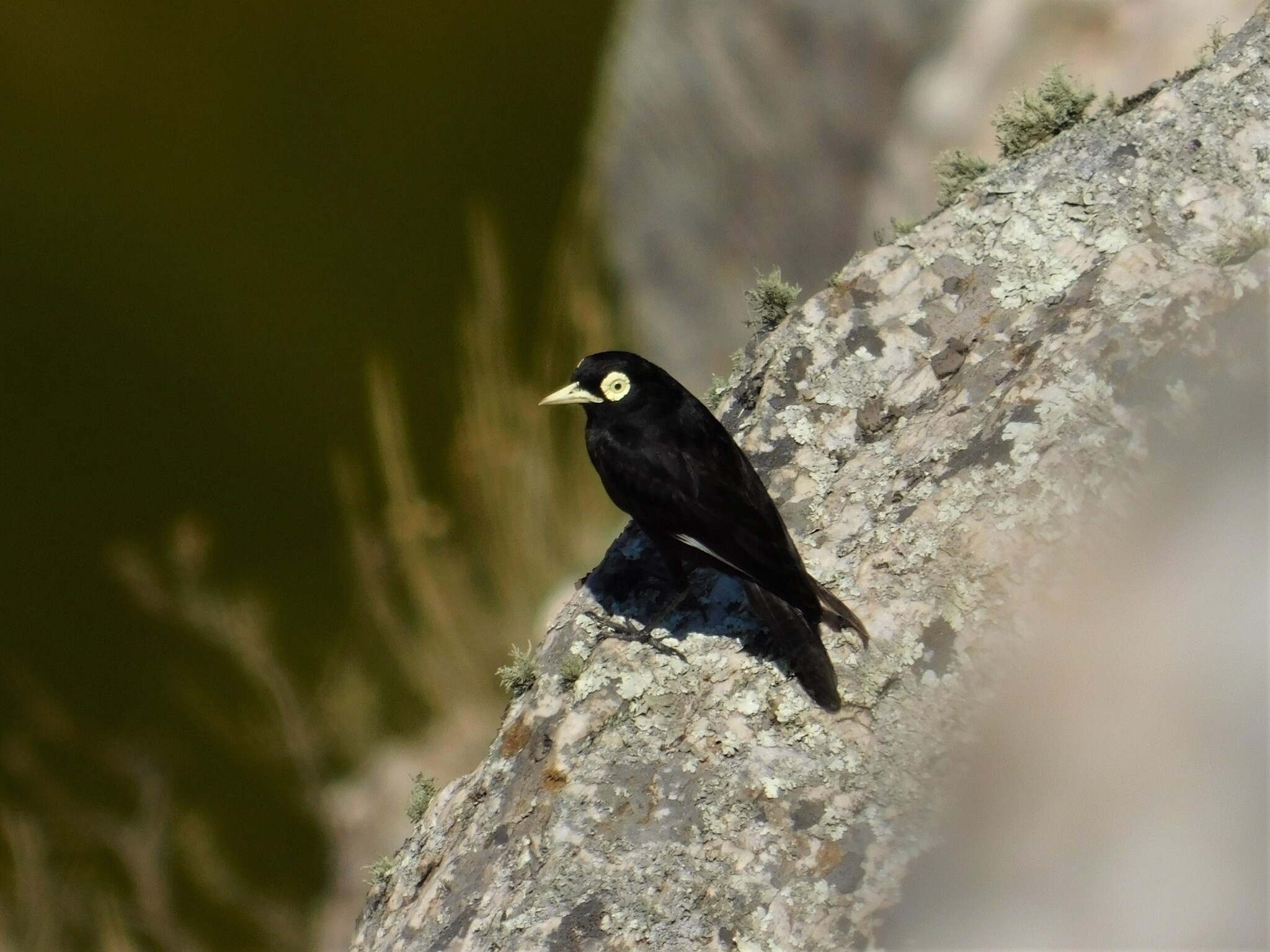 Spectacled Tyrant (Hymenops perspicillatus), photo 1