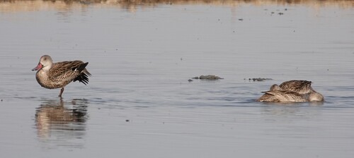 iNaturalist: (c) David F. Fraser, some rights reserved (CC BY-NC), uploaded by David F. Fraser iNaturalist image