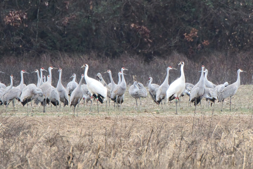 Whooping Crane (Grus americana), photo 4