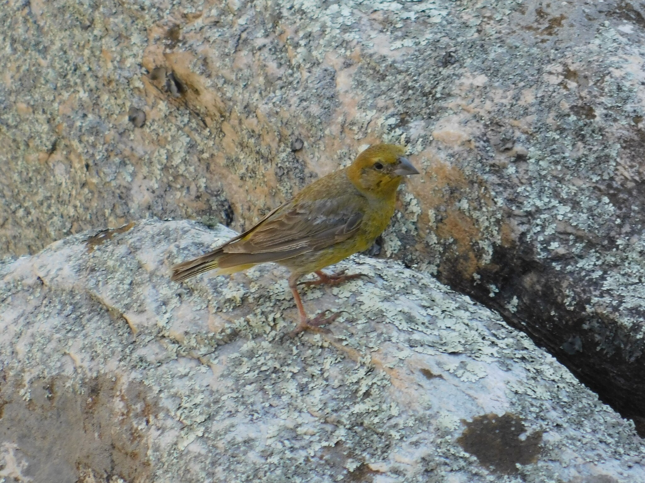 Greater Yellow Finch (Sicalis auriventris), photo 1