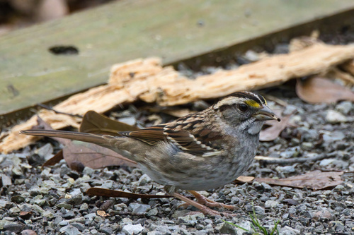 White-throated Sparrow photographed in Alabama