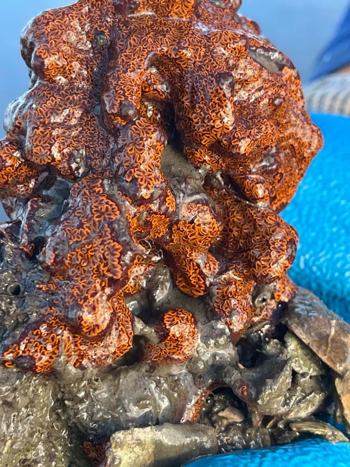 Botrylloides leachii (Savigny, 1816)
