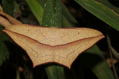 Timandra convectaria