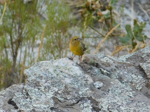 Greater Yellow Finch (Sicalis auriventris), photo 2