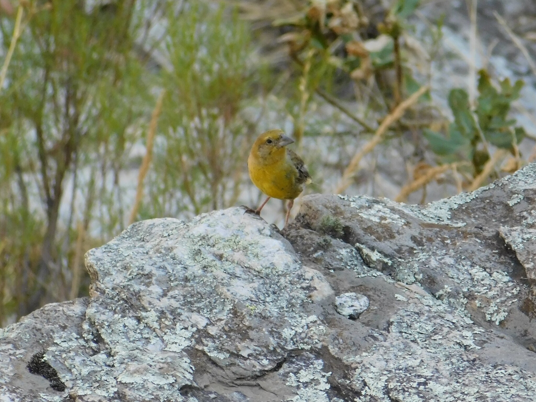 Greater Yellow Finch (Sicalis auriventris), photo 2