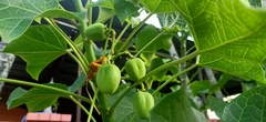 Jatropha curcas