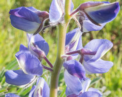 Lupinus guadalupensis