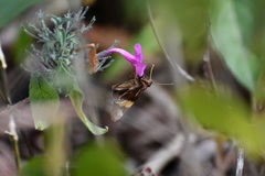 Lychnuchoides saptine